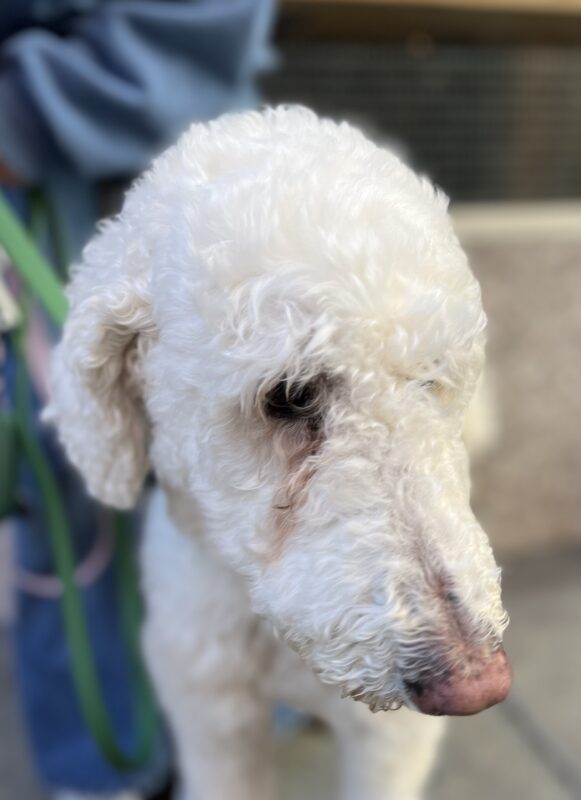 Standard Poodle Looking Pensive