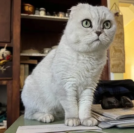 Very Sad Looking White Cat With Folded Ears