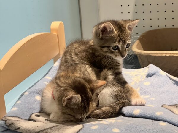 Two Kittens Sitting On A Small Replica Bed