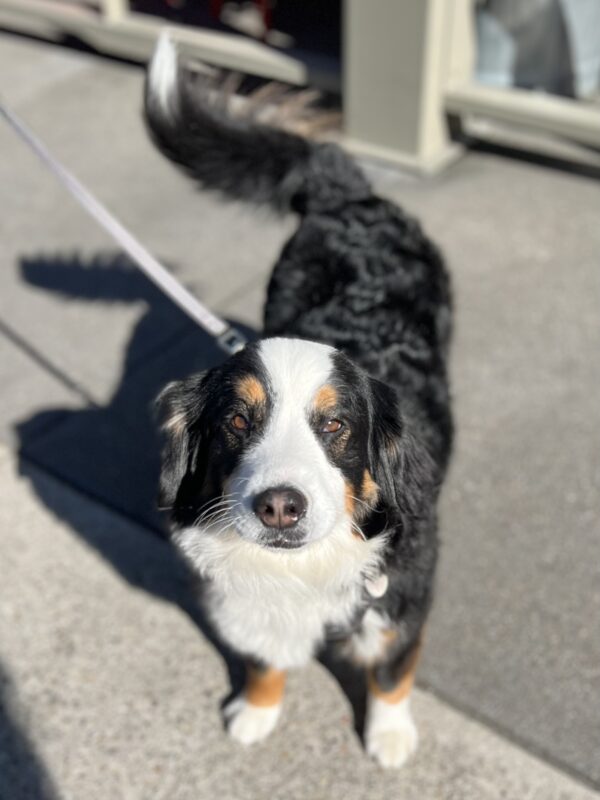 Bernadoodle That Looks Like A Midget Bernese Mountain Dog