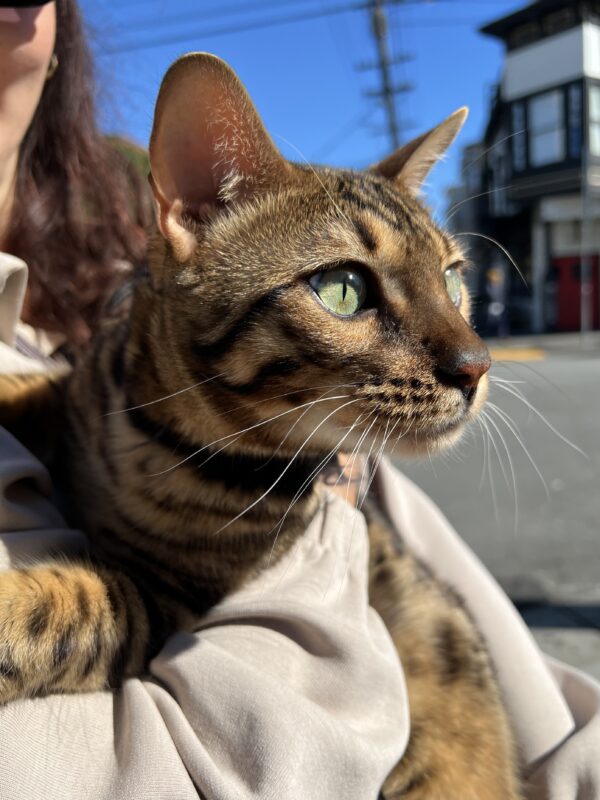 Bengal Cat In Woman's Arms