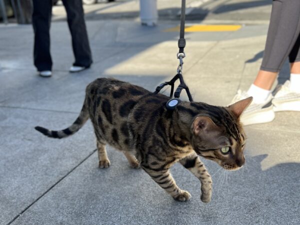 Bengal Cat On A Leash