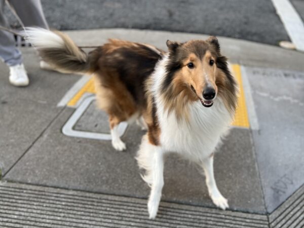 Happy Fluffy Collie Grinning