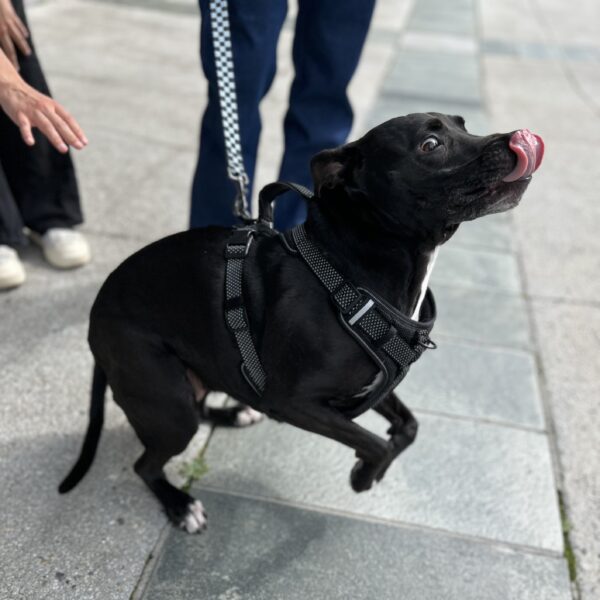 Small Black Dog Licking Her Nose