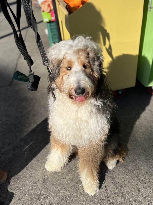 Bernese Mountain Dog Poodle Mix Looking Goofy And Stoned