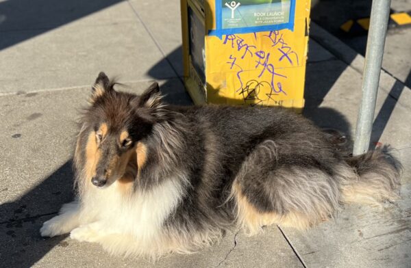 Floofly Collie Lying On The Sidewalk