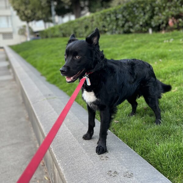 Black And White Dog With Red Leash