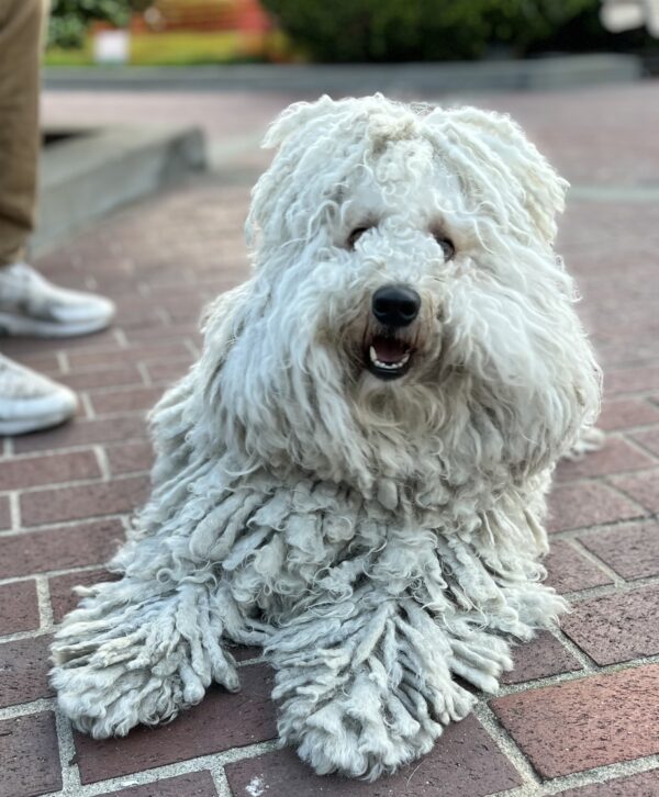 White Puli With Magnificent Dreadlocks