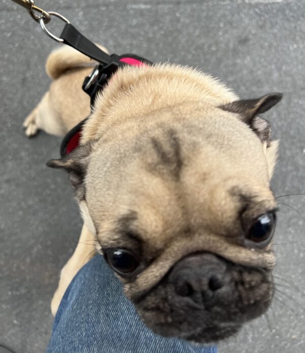 Pug Hugging The Knee Of Photographer