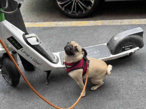 Pug Looking Very Proud