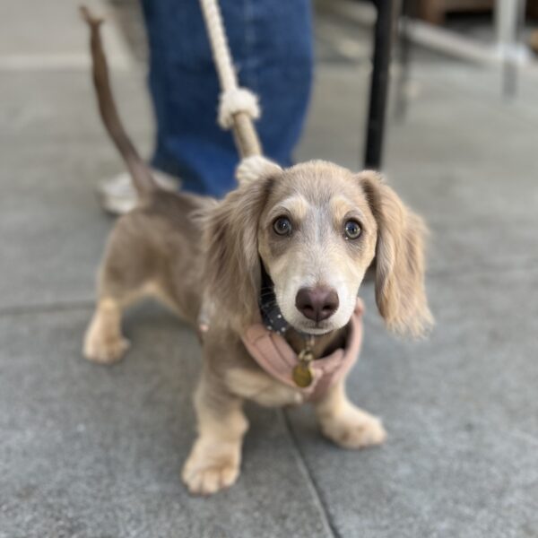 Dilute Black And Tan Miniature Dachsund Puppy