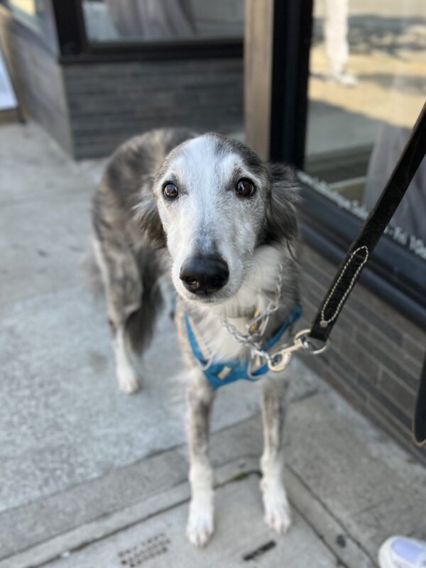 Silken Windhound