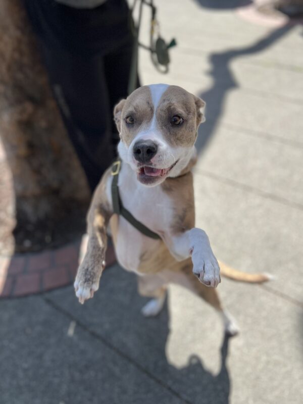 Jack Russell Terrier Mix On Her Hind Legs