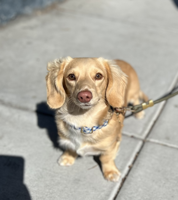 Blond Miniature Dachshund Puppy With Fluzzy Ears