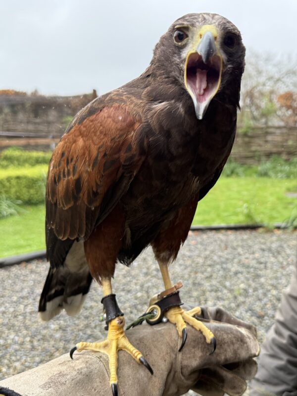 HEY WHADDAYA THINK YER LOOKIN AT BUDDY??? Red Kite Bird Looking Peeved