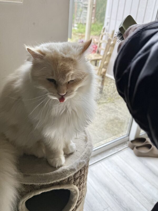 White Floofy Kitty Sticking Out Her Tongue