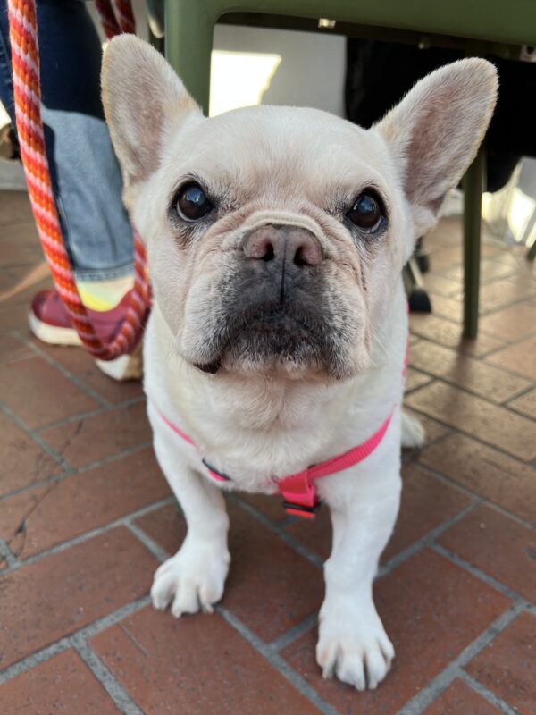 Blond French Bulldog