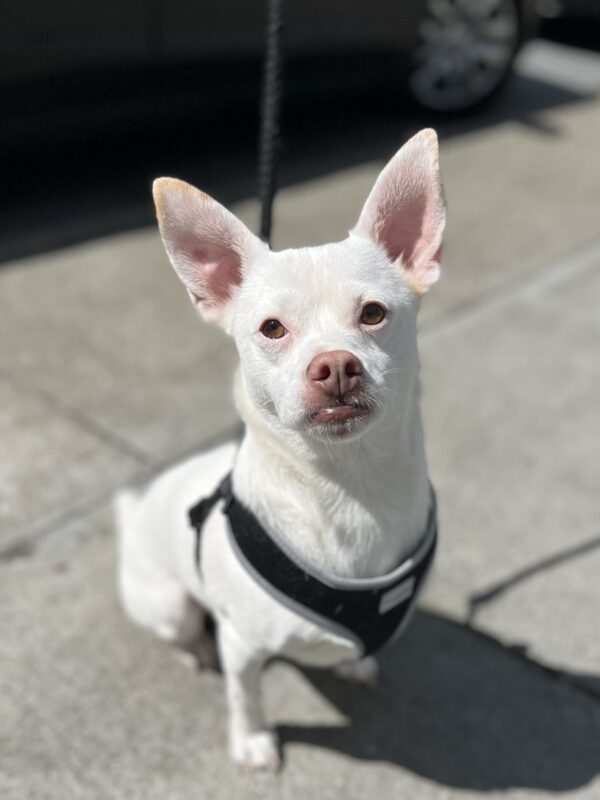Go ahead say something about my ears I dare you. Small White Albino-Looking Chihuahua Mix With Huge Ears