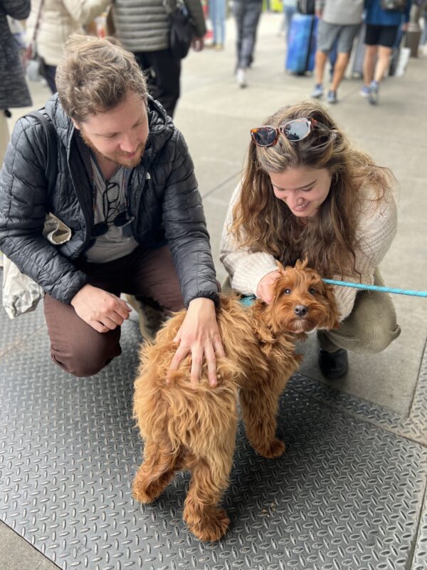Two Strangers Petting Someone's Labradoodle Puppy