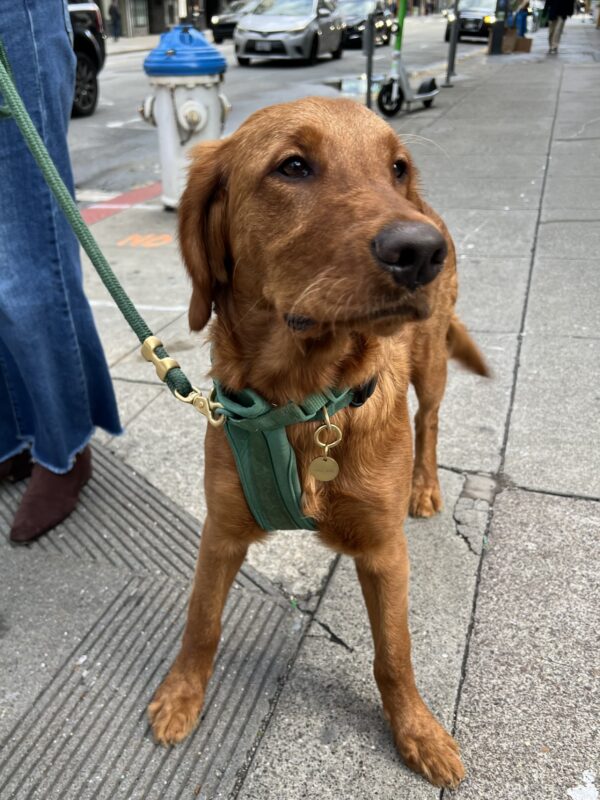 Very Dark Golden Retriever