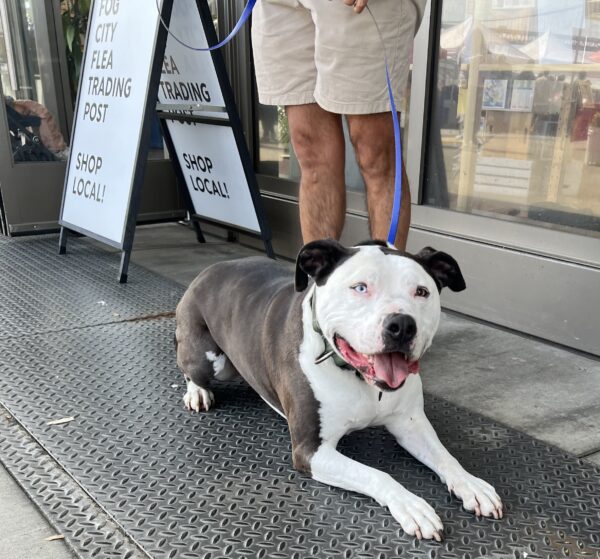 American Bulldog With One Blue Eye