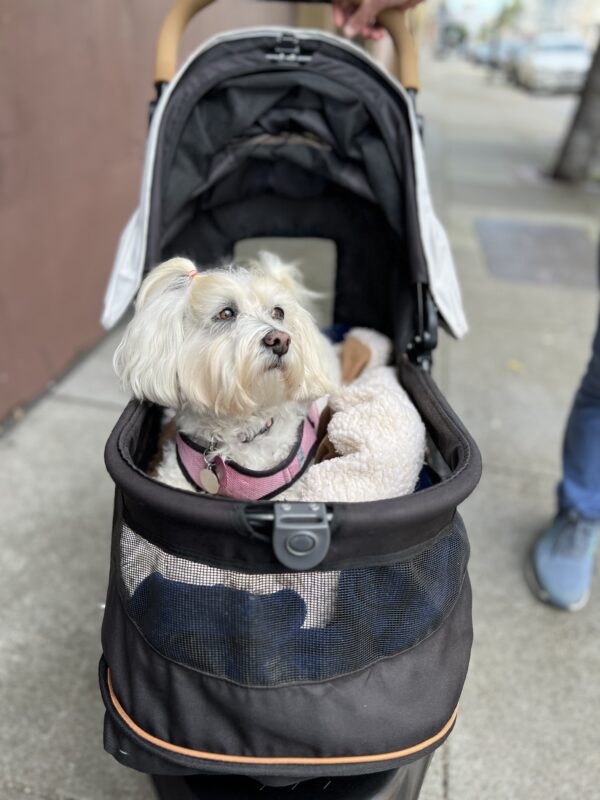 Oh, driver, could you pull over there? I think that's a new restaurant... Maltese In A Baby Carriage