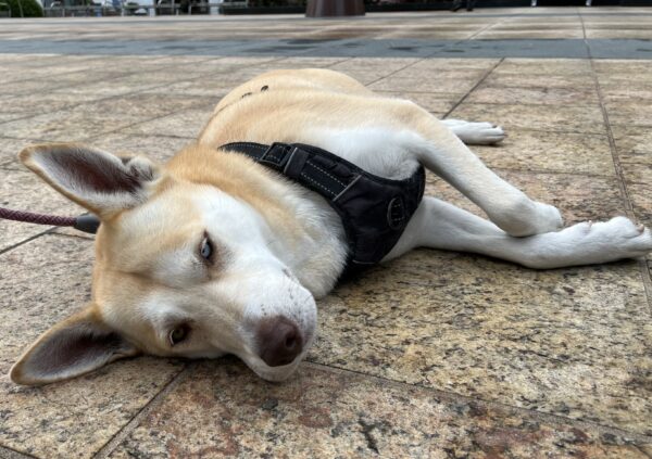 Oh it's okay if you stop petting me now... siiiiiigh... <sad puppydog eyes> Siberian Husky Labrador Retriever German Shepherd Mix Dog Lying On Her Side On The Sidewalk