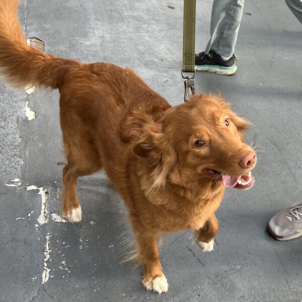 Nova Scotia Duck-Tolling Retriever With White Socks Looking Goofy