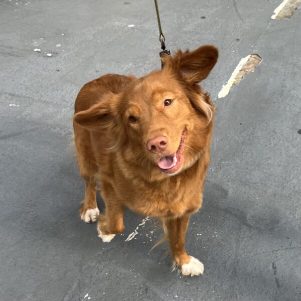 Nova Scotia Duck-Tolling Retriever With White Socks Grinning