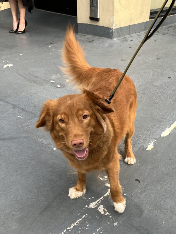 Nova Scotia Duck-Tolling Retriever With White Socks
