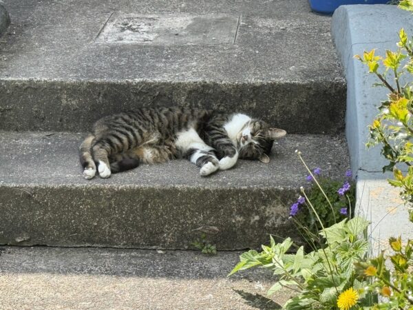 Grey Tiger Tabby Cat Sleeping On Concrete Stairs