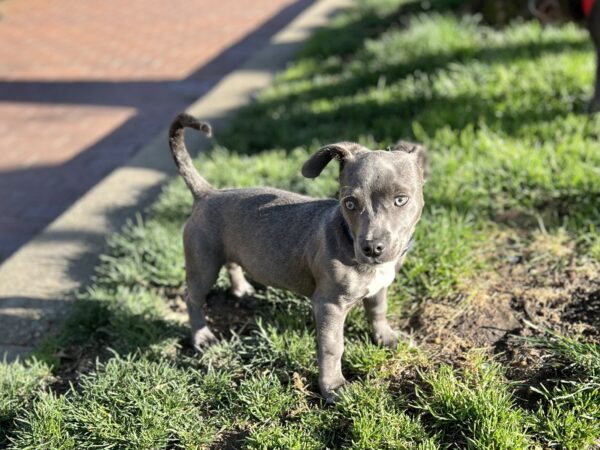 Little Bitty Pit Bull Terrier Mix Puppy