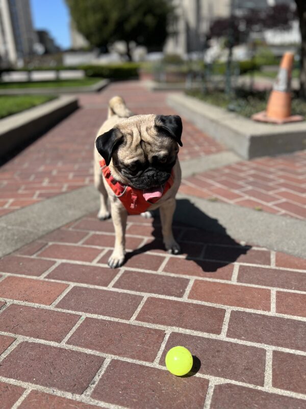 MY BALL! Pug Looking Down At Ball