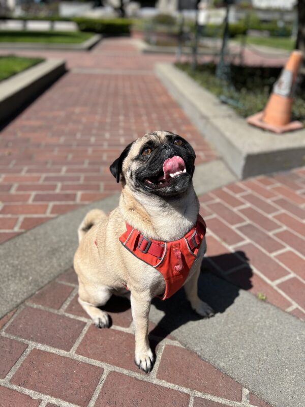 I owe it all to my training buddies: my mom, and my dad, and, of course, ... Large Muscular Pug Looking Up Happily