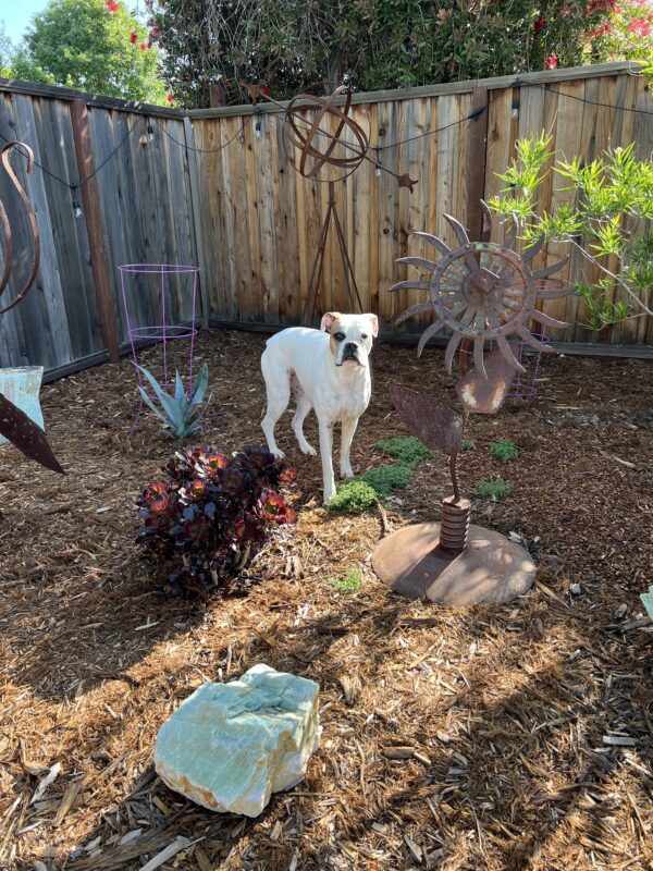 This is my favorite hangout spot! White Boxer With One Brown Spot Over Her Eye In A Garden With Wrought Iron Sculptures
