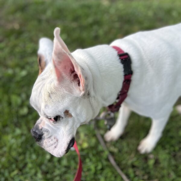 Well I wasn't gonna say anything, but... White Boxer With Her Ear Standing Up Giving The Camera Side-Eye