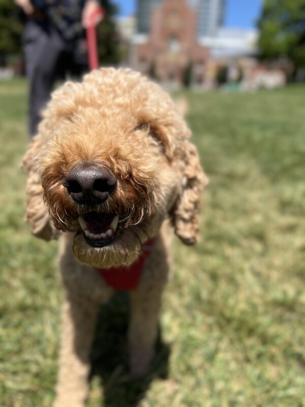 YAY BIIIIRTHDAAAAY! Grinning Goldendoodle