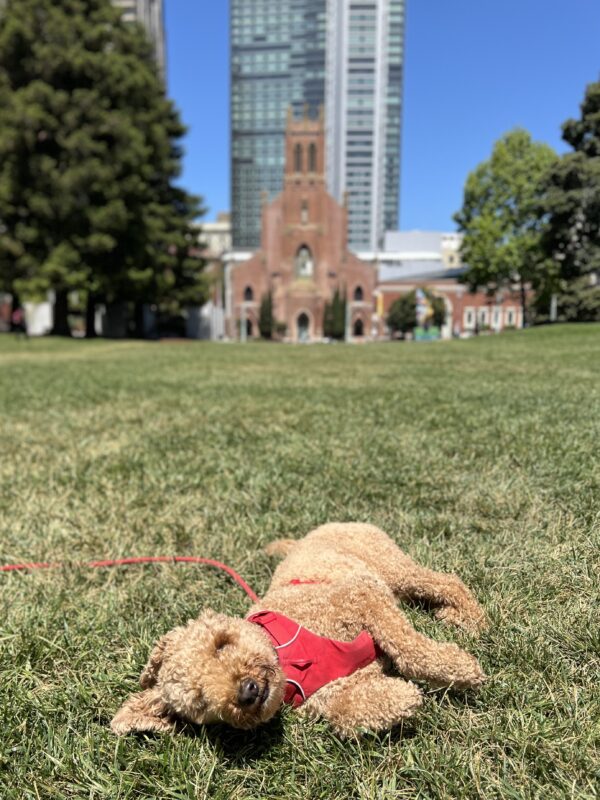 GONNA ROLL AND RUN AND AND AND STUFF! Goldendoodle Rolling In The Grass