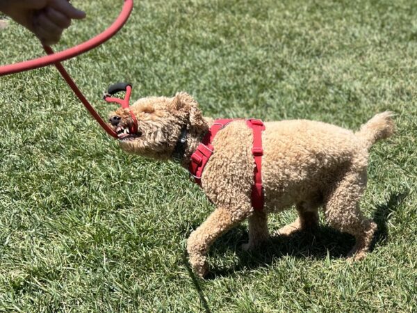 C'mon let's go I'M SO EXCITED! Goldendoodle Playing Tug Of War With His Leash