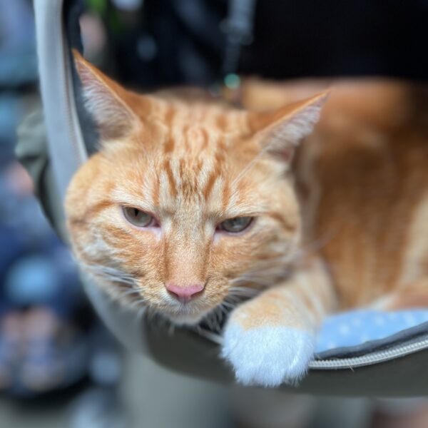 Must use... SUPER CATURDAY POWERS! Marmalade Tiger Tabby With Cute Little White Gloves