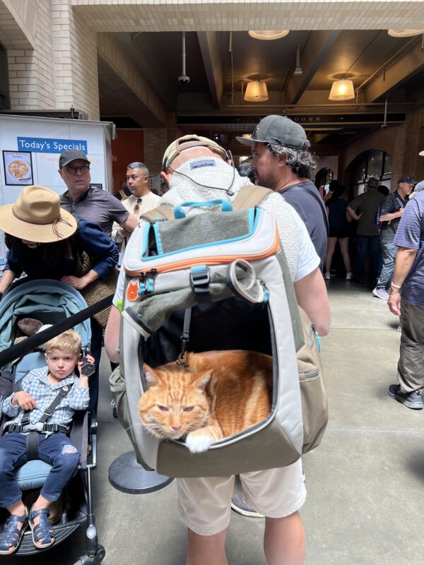 Have you ever felt like... you're being watched? Marmalade Tiger Tabby Relaxing In A Man's Backpack