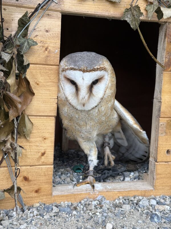 Just a minute, I'm coming, I'm coming. Irish Barn Owl