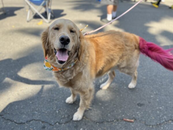 I know! I look FABULOUS! Golden Retriever With Her Tail Dyed Pink