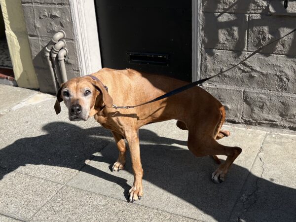 Old Rhodesian Ridgeback