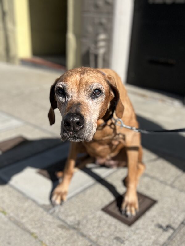 Old Rhodesian Ridgeback Sitting On A Sidewalk