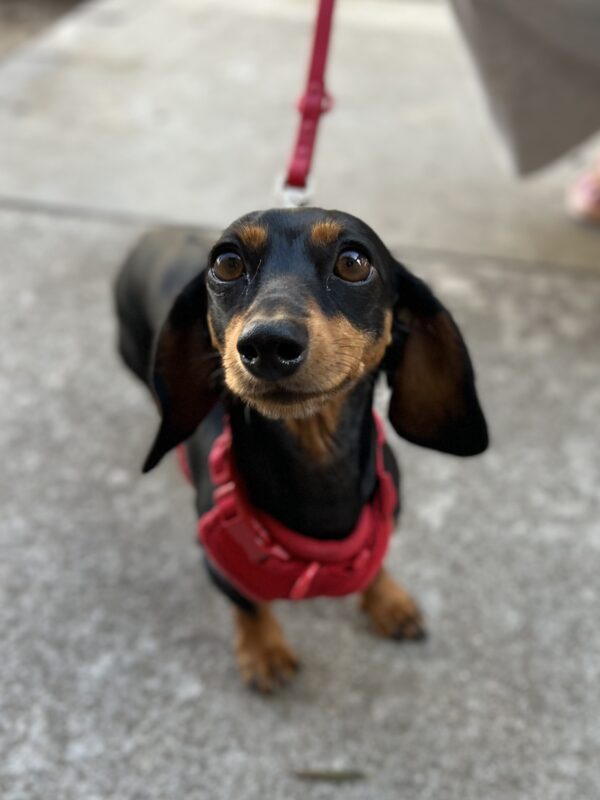My back is feeling much better, thanks! I'm BACK in ACTION! Black And Tan Miniature Dachshund Smiling
