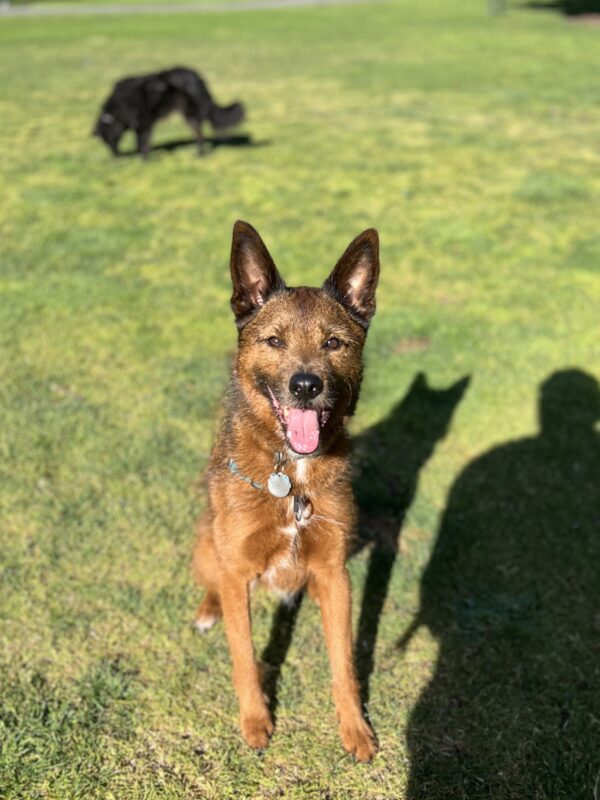 Belgian Malinois German Shepherd Mix Sitting And Grinning
