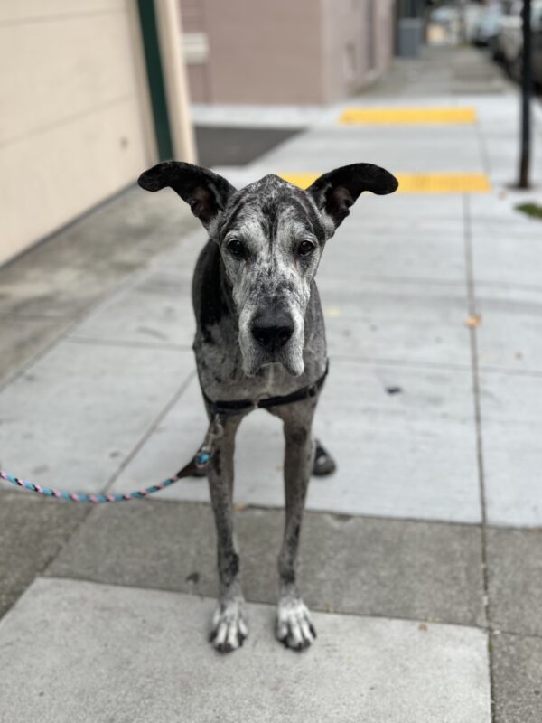 All the better to hear you with, my dear! Old Harlequin Great Dane With Ears Sticking Out To The Side