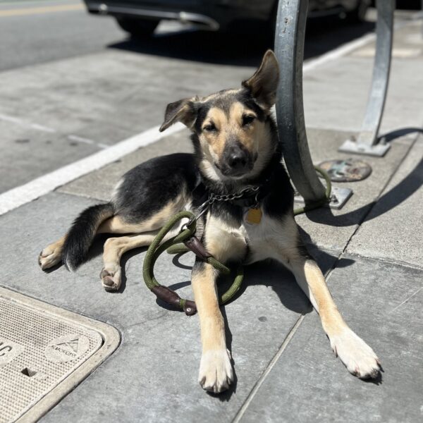 Australian Cattle Dog Mix With One Up Ear