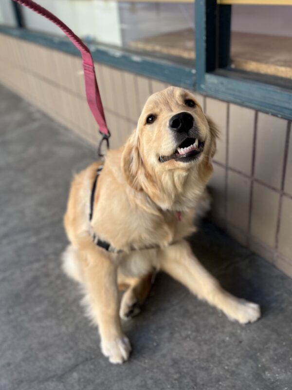 I HAVE AN ITCH! I LOVE ITCHES! Golden Retriever Puppy Scratching Herself